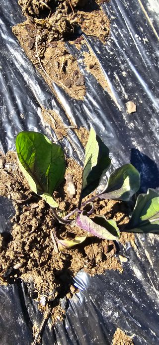 아침이슬청과님의 자유주제 · 자유게시판 작성글 사진