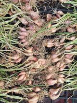 팜모닝 자유주제·자유게시판 게시글 이미지