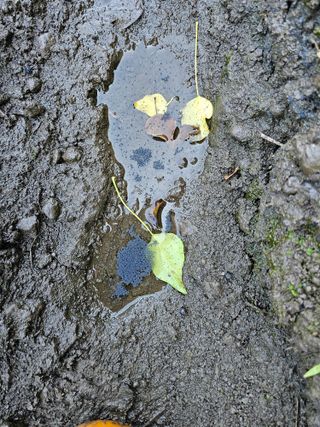 남이님의 기타작물 · 병해충상담 작성글 사진