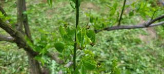 Kimoil님의 기타작물 · 병해충상담 작성글 사진