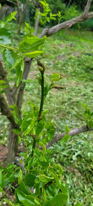 Kimoil님의 기타작물 · 병해충상담 작성글 사진