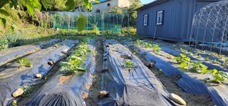 김중언님의 호박 · 영농일지 작성글 사진