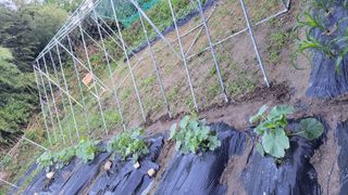 김중언님의 호박 · 영농일지 작성글 사진