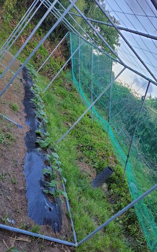 김중언님의 호박 · 영농일지 작성글 사진