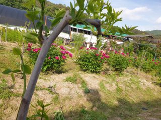 대추.야생화김민경님의 기타작물 · 영농일지 작성글 사진