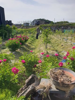 대추.야생화김민경님의 기타작물 · 영농일지 작성글 사진