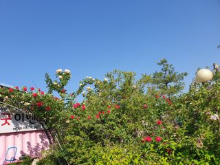 대추.야생화김민경님의 기타작물 · 영농일지 작성글 사진