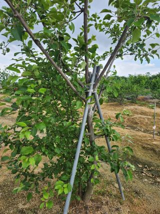이은희님의 농사, 무엇이든 물어보세요! · 참여글 작성글 사진