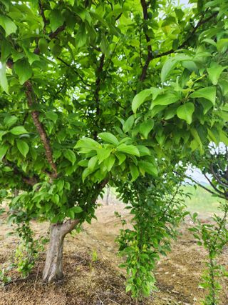 이은희님의 농사, 무엇이든 물어보세요! · 참여글 작성글 사진
