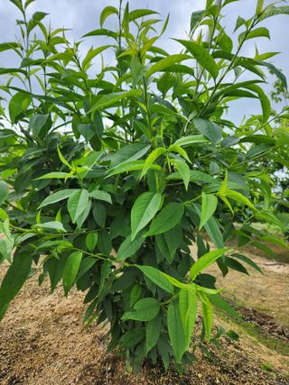 이은희님의 농사, 무엇이든 물어보세요! · 참여글 작성글 사진