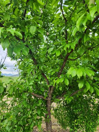 이은희님의 농사, 무엇이든 물어보세요! · 참여글 작성글 사진