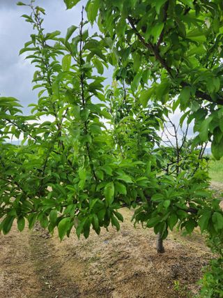 이은희님의 농사, 무엇이든 물어보세요! · 참여글 작성글 사진