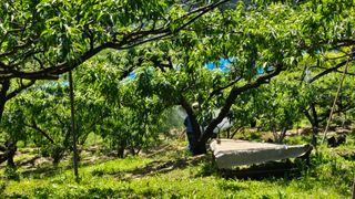 박현주님의 복숭아 · 영농일지 작성글 사진