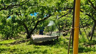 박현주님의 복숭아 · 영농일지 작성글 사진