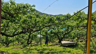 박현주님의 복숭아 · 영농일지 작성글 사진