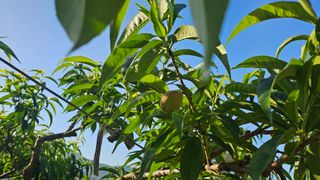 박현주님의 복숭아 · 영농일지 작성글 사진