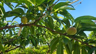 박현주님의 복숭아 · 영농일지 작성글 사진