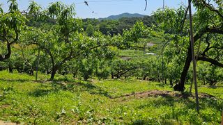 박현주님의 복숭아 · 영농일지 작성글 사진