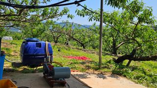 박현주님의 복숭아 · 영농일지 작성글 사진