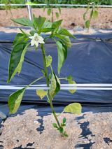 팜모닝 고추·병해충상담 게시글 이미지