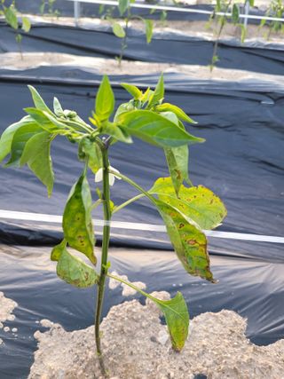 이상열님의 고추 · 병해충상담 작성글 사진