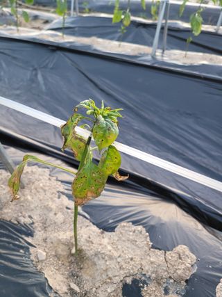 이상열님의 고추 · 병해충상담 작성글 사진