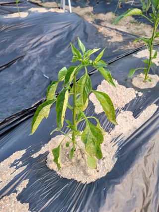 이상열님의 고추 · 병해충상담 작성글 사진