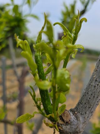 귤18234님의 기타작물 · 자유게시판 작성글 사진