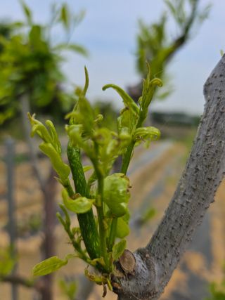 귤18234님의 기타작물 · 자유게시판 작성글 사진