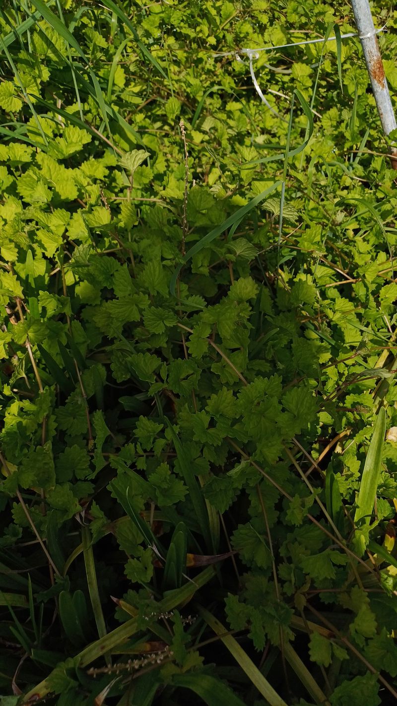 장터 상품 [금전초(약으로 쓰실분)] 썸네일
