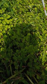 팜모닝 · 게시글 이미지