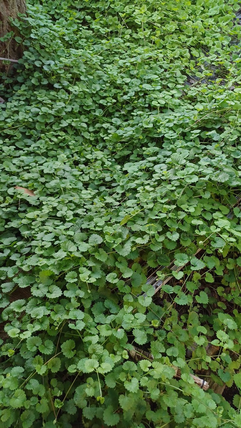 박신영님의 장터 판매 상품 [금전초(약으로 쓰실분)] 첨부 사진