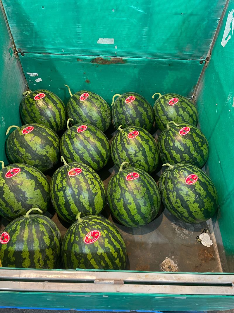 프레셔스님의 장터 판매 상품 [수박 7-9키로] 첨부 사진