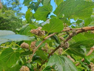 쉼과수원님의 기타작물 · 병해충상담 작성글 사진