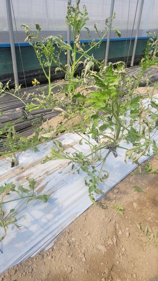 안윤정님의 토마토 · 영농일지 작성글 사진