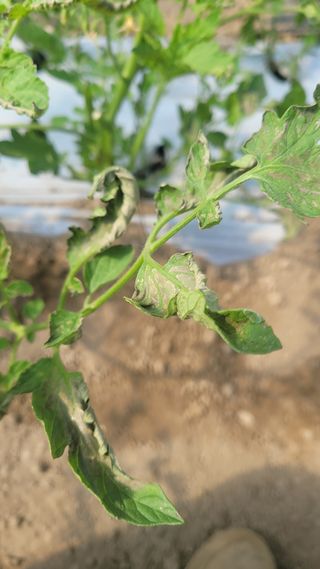 안윤정님의 토마토 · 영농일지 작성글 사진