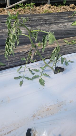 안윤정님의 토마토 · 영농일지 작성글 사진