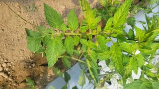 안윤정님의 토마토 · 영농일지 작성글 사진