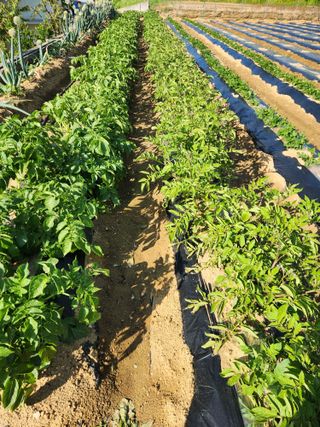 장재갑님의 감자 · 영농일지 작성글 사진