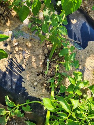 장재갑님의 감자 · 영농일지 작성글 사진