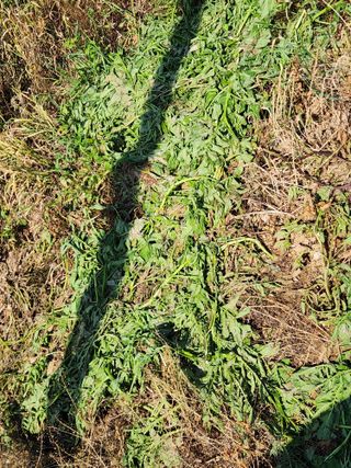 장재갑님의 감자 · 영농일지 작성글 사진