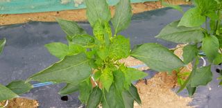 방우리님의 고추 · 병해충상담 작성글 사진