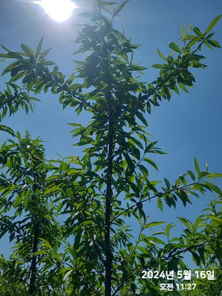 동우농장(김대욱)님의 복숭아 · 자유게시판 작성글 사진