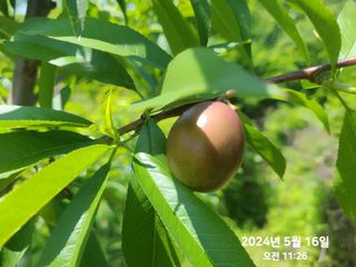 동우농장(김대욱)님의 복숭아 · 자유게시판 작성글 사진