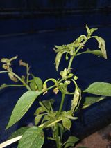 팜모닝 고추·병해충상담 게시글 이미지