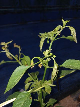 김영경님의 고추 · 병해충상담 작성글 사진