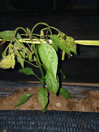 김영경님의 고추 · 병해충상담 작성글 사진