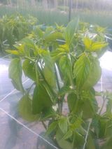 팜모닝 고추·병해충상담 게시글 이미지