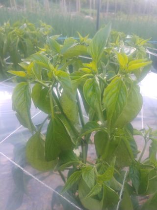 조일억님의 고추 · 병해충상담 작성글 사진