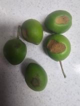 팜모닝 농사, 무엇이든 물어보세요!·참여글 게시글 이미지